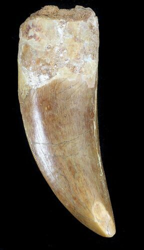 Carcharodontosaurus Tooth - Monster Meat-Eater #37425